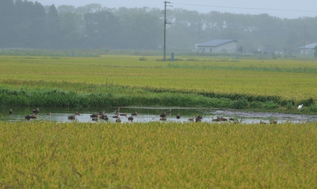 シギ田んぼ カルガモが占領 青森県東北町小川原湖野鳥 小川原湖のほとり