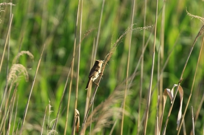 D11A6982 (1024x682).jpg