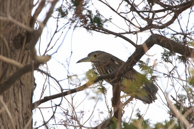 IMG_0888 ゴイサギ幼鳥ホシゴイ(1024x683).jpg