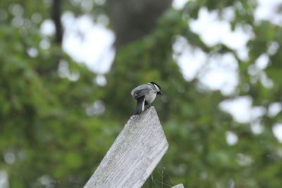 IMG_3395-atシジュウカラ背.jpg
