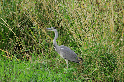 IMG_7002-atアオサギ.jpg