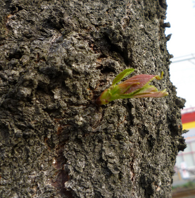P1020482-Vtbyjuju.jpg